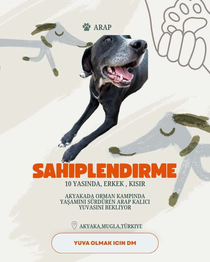 Akyaka’da 20 Köpek Yuva Bekliyor: Hayvanseverlerden Sahiplenme Çağrısı 17